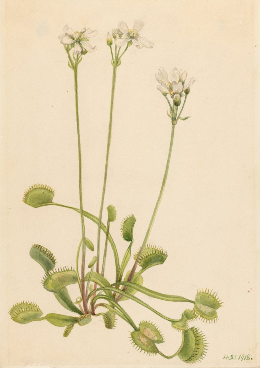  av Mary Vaux Walcott