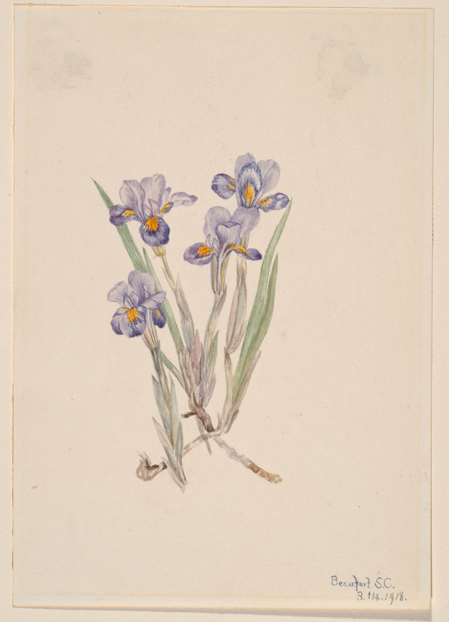  av Mary Vaux Walcott