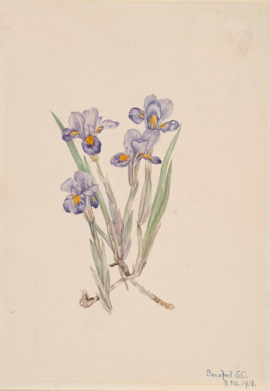 Vernal Iris Iris verna, 1918.    1148899   no       norwegian Successfully Translated  Original: The Fight between Robin Hood and Little John, illustration from Robin Hood and his Life in the Merry Greenwood, told by Rose Yeatman Woolf, published by Raphae av Mary Vaux Walcott