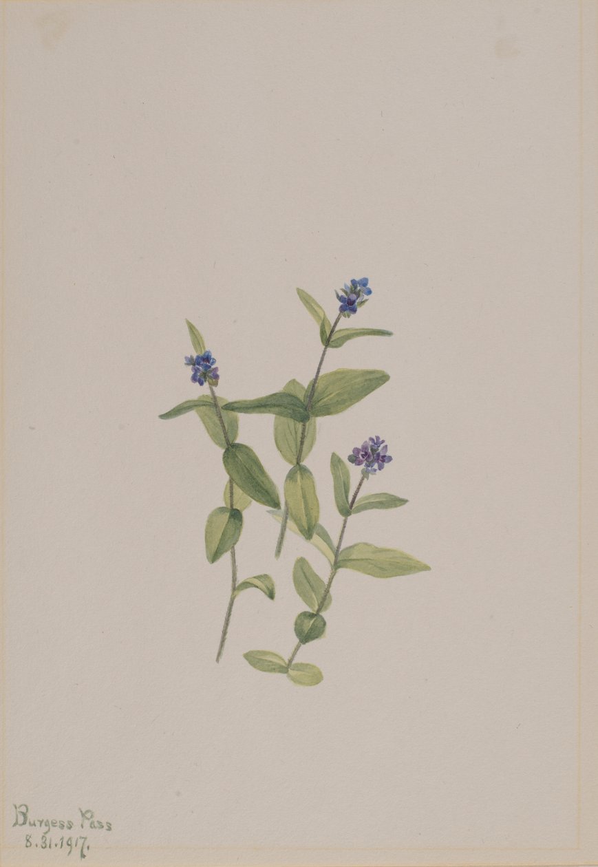  av Mary Vaux Walcott