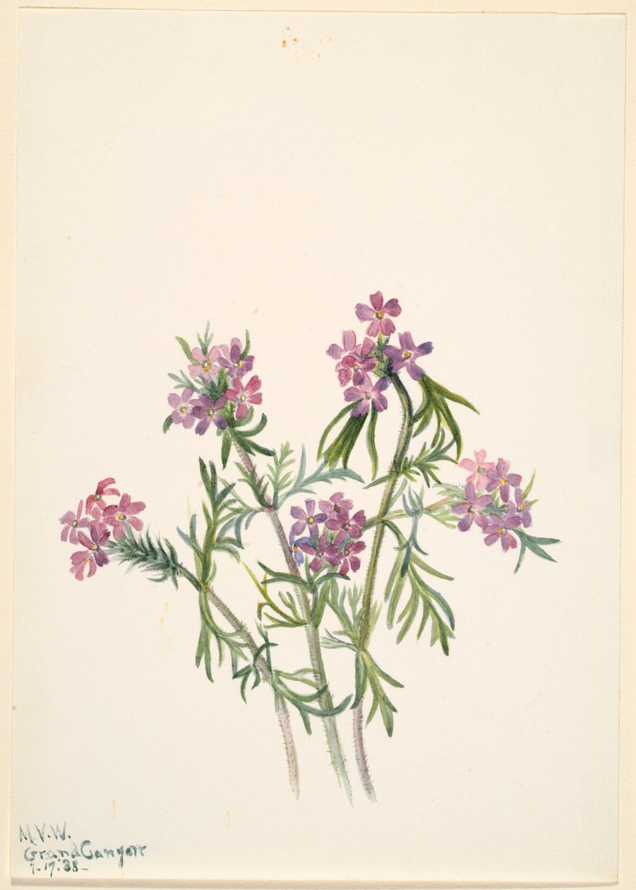  av Mary Vaux Walcott