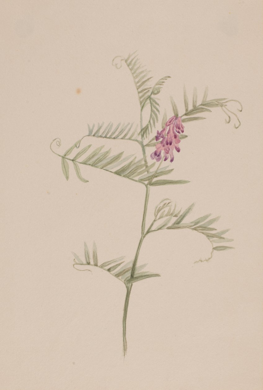  av Mary Vaux Walcott