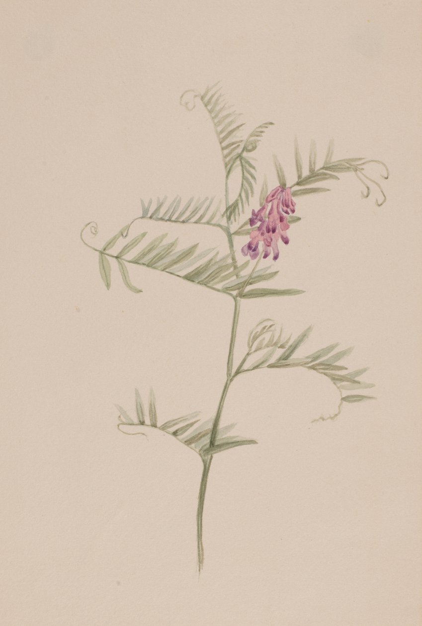 Amerikansk vikke, ca. 1917-1918. av Mary Vaux Walcott