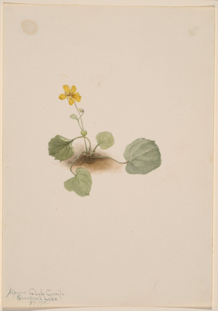  av Mary Vaux Walcott