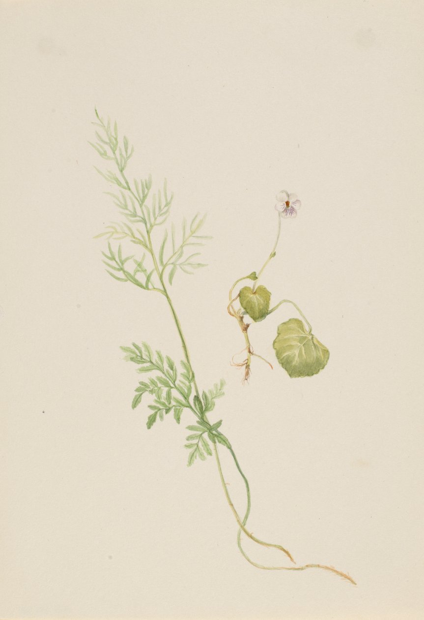  av Mary Vaux Walcott