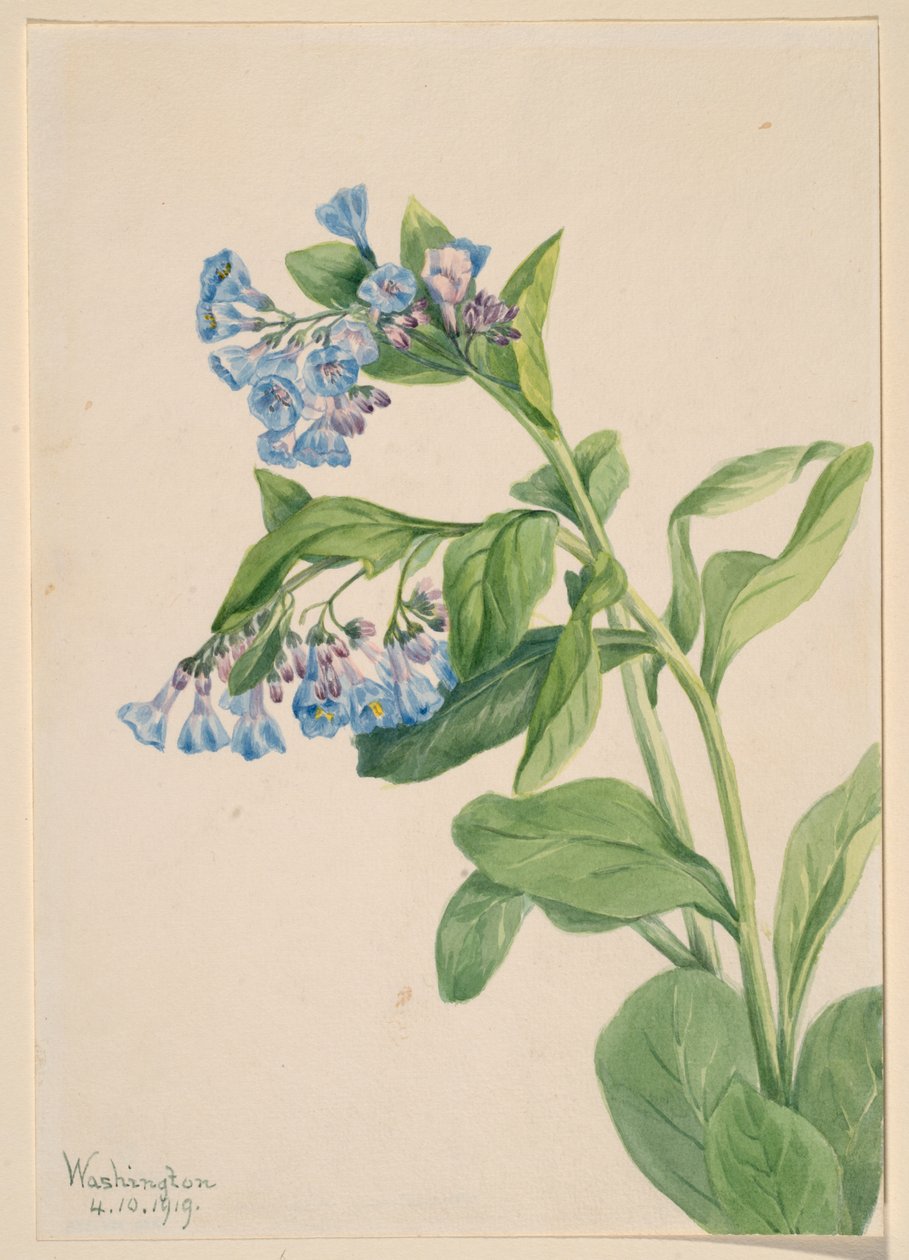  av Mary Vaux Walcott
