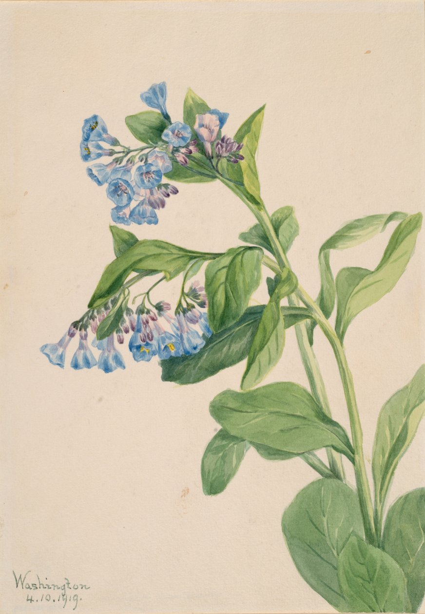 Virginia Bluebells Mertensia virginica, 1919. av Mary Vaux Walcott