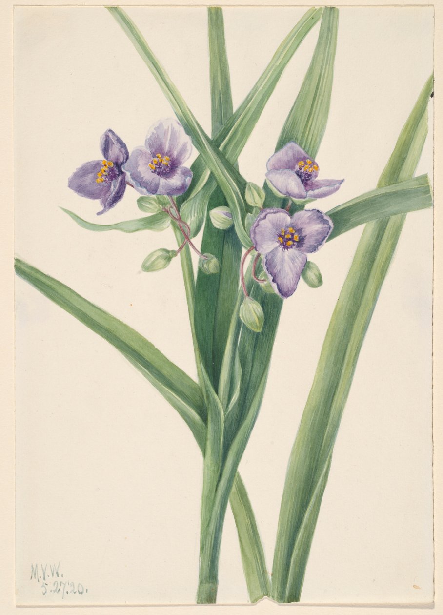  av Mary Vaux Walcott