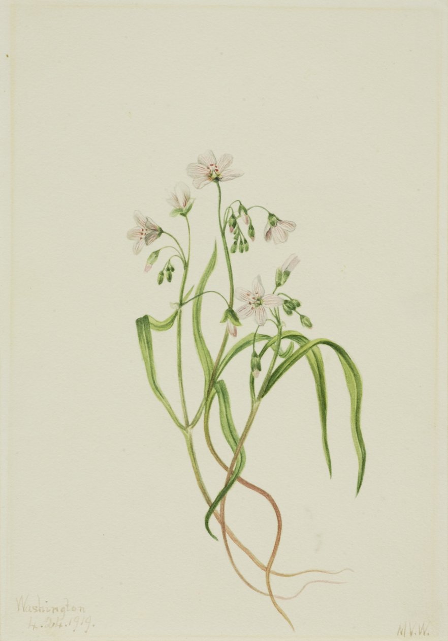  av Mary Vaux Walcott