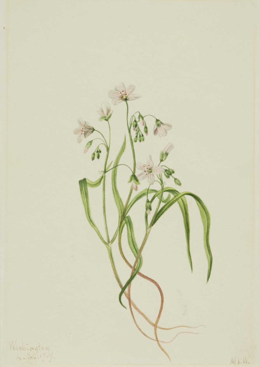 Virginia Springbeauty Claytonia virginica, 1919. av Mary Vaux Walcott