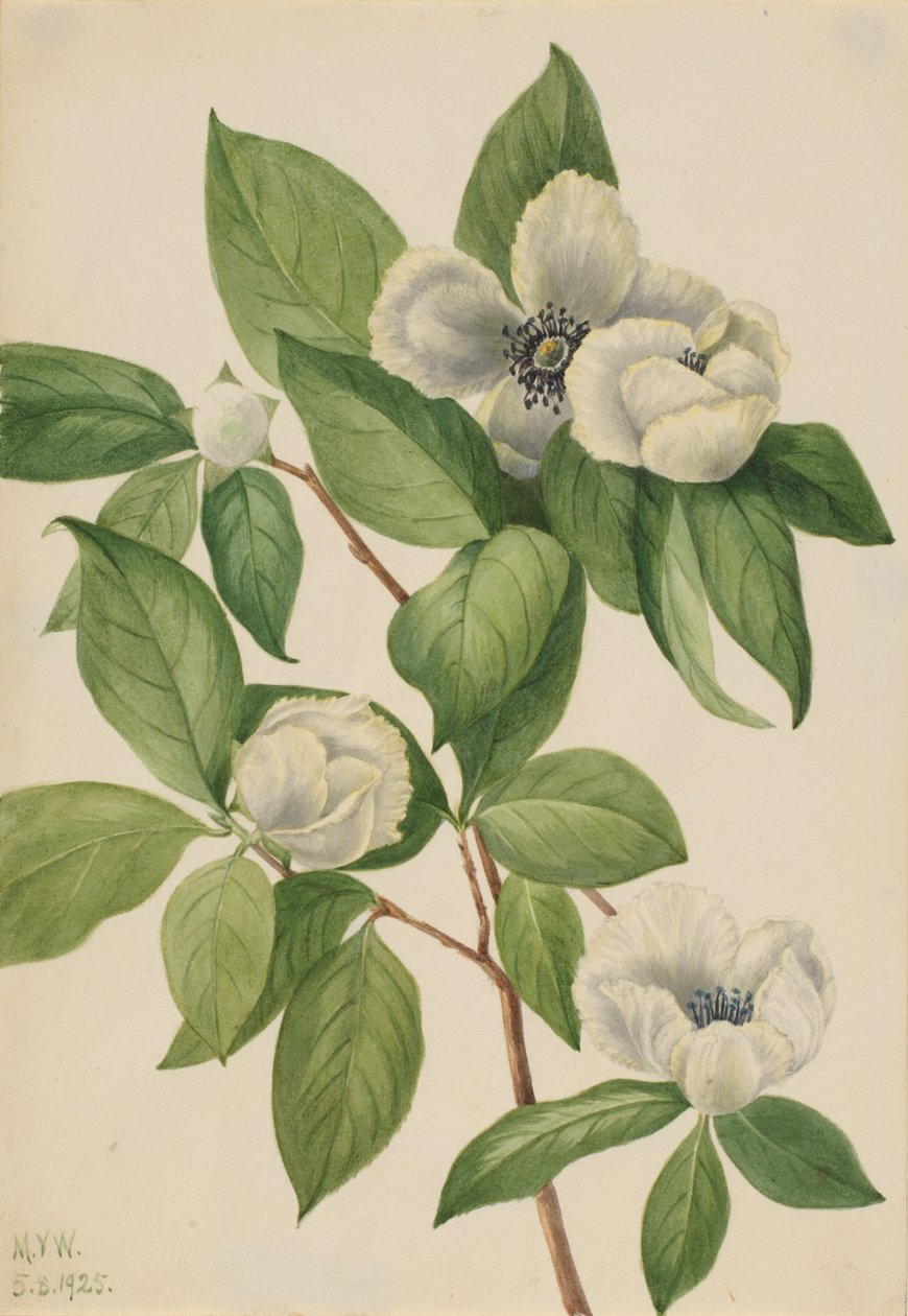 Virginia Stewartia Stewartia malachodendron, 1925. av Mary Vaux Walcott