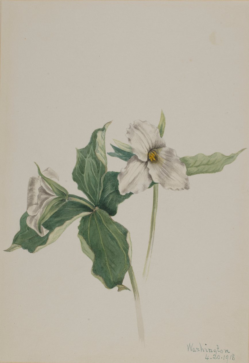  av Mary Vaux Walcott