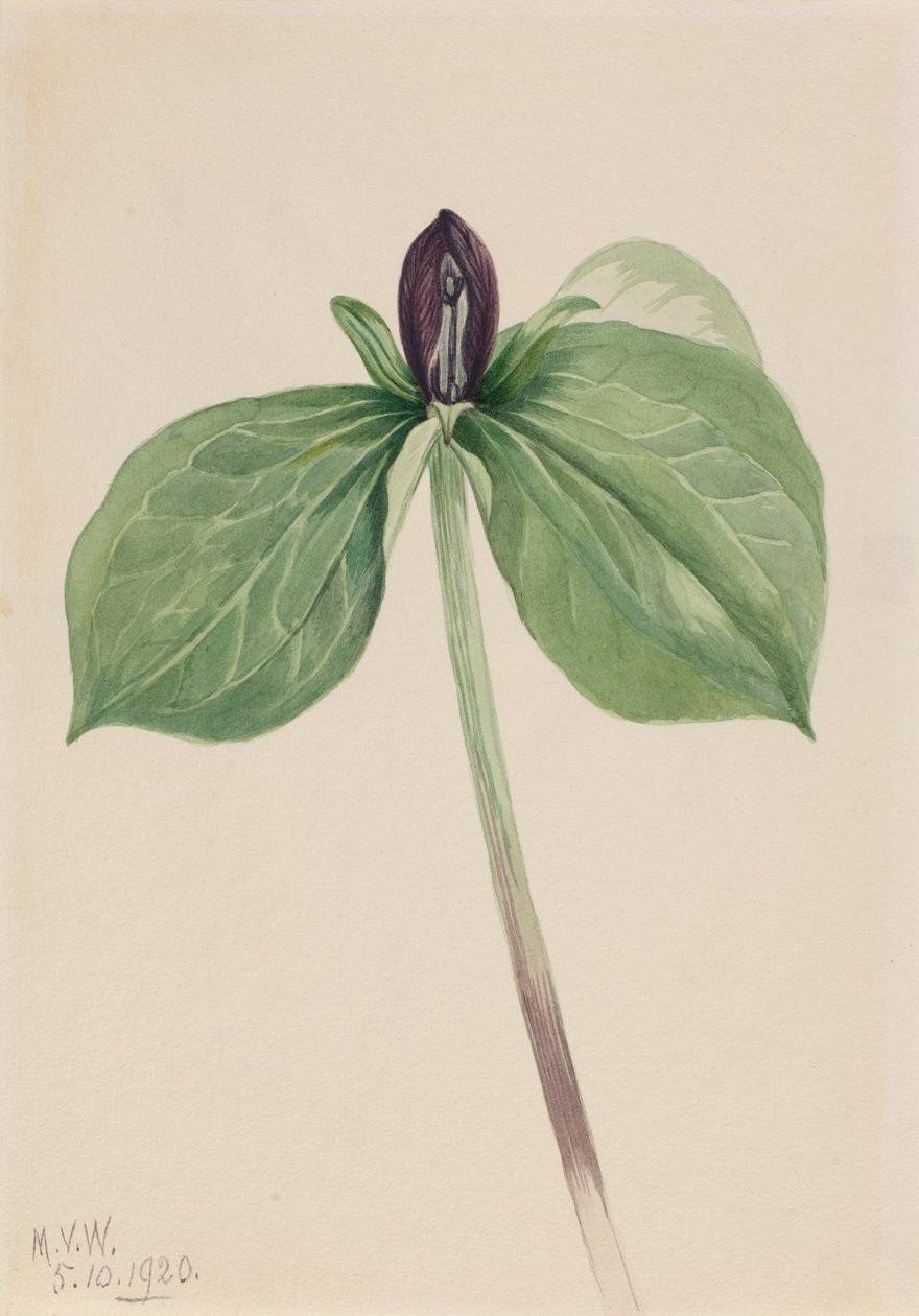  av Mary Vaux Walcott
