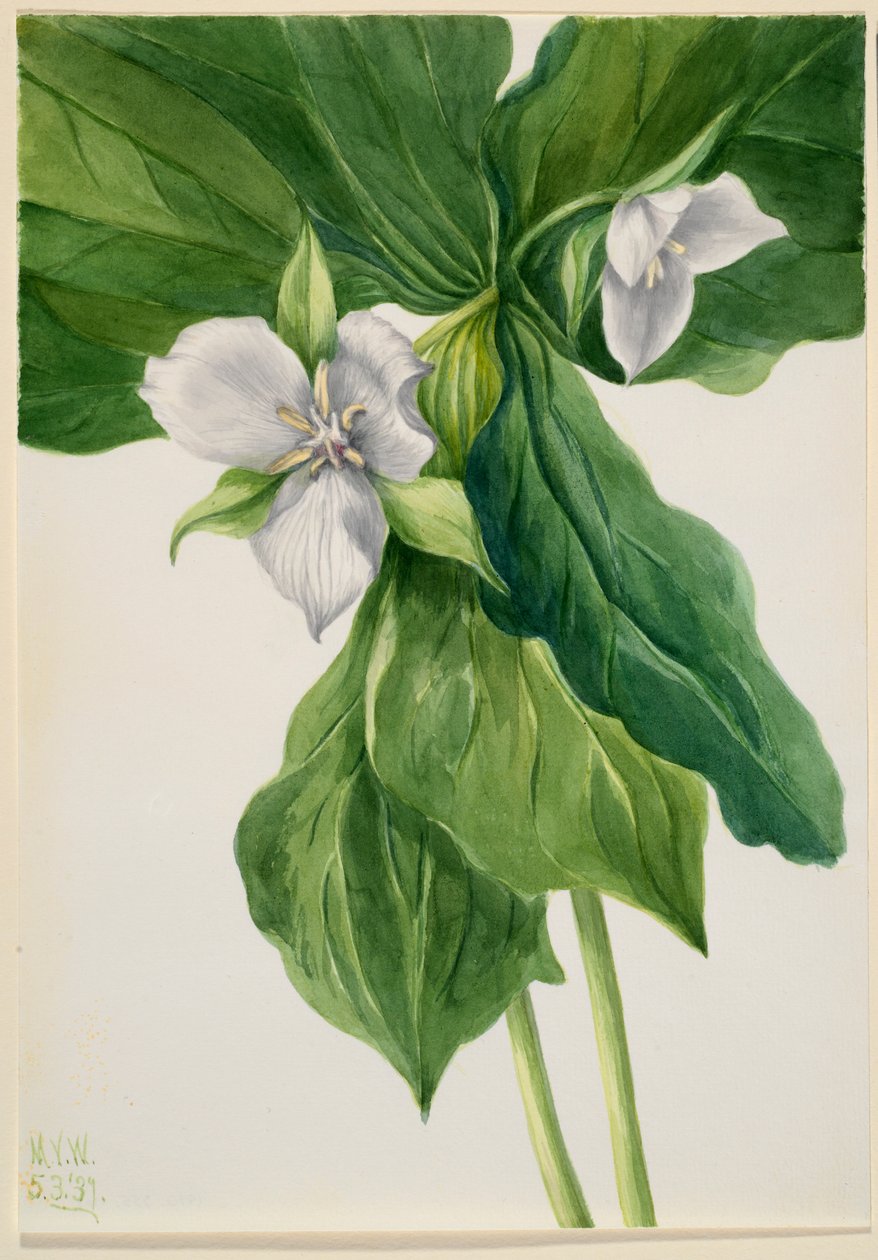  av Mary Vaux Walcott