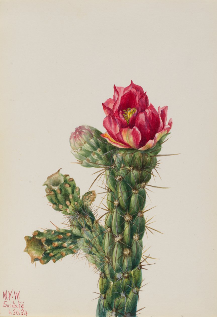Spaserstokk Cholla Opuntia imbricata, 1934. av Mary Vaux Walcott