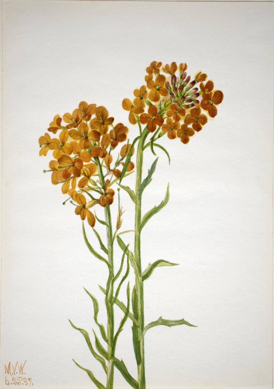 Veggblomst Erysimum wheeleri, 1937. av Mary Vaux Walcott