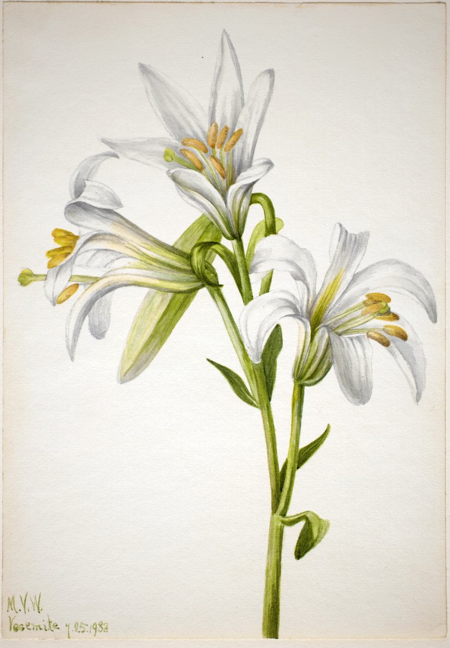  av Mary Vaux Walcott