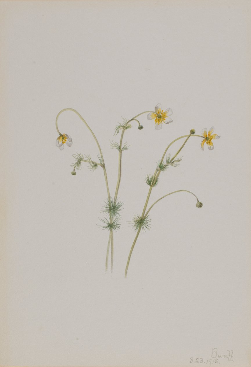  av Mary Vaux Walcott