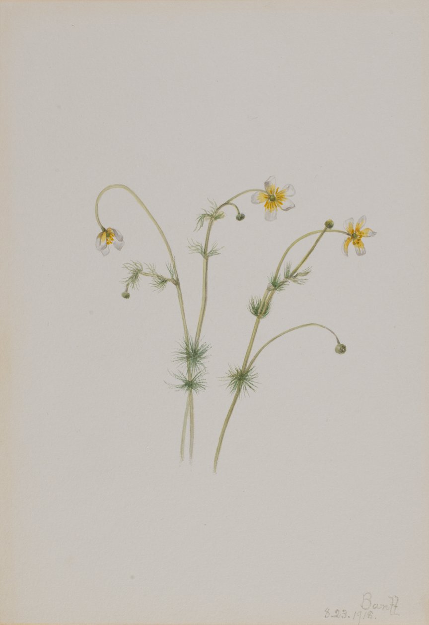 Vannkråkefot Batrachium trichophyllum, 1918. av Mary Vaux Walcott