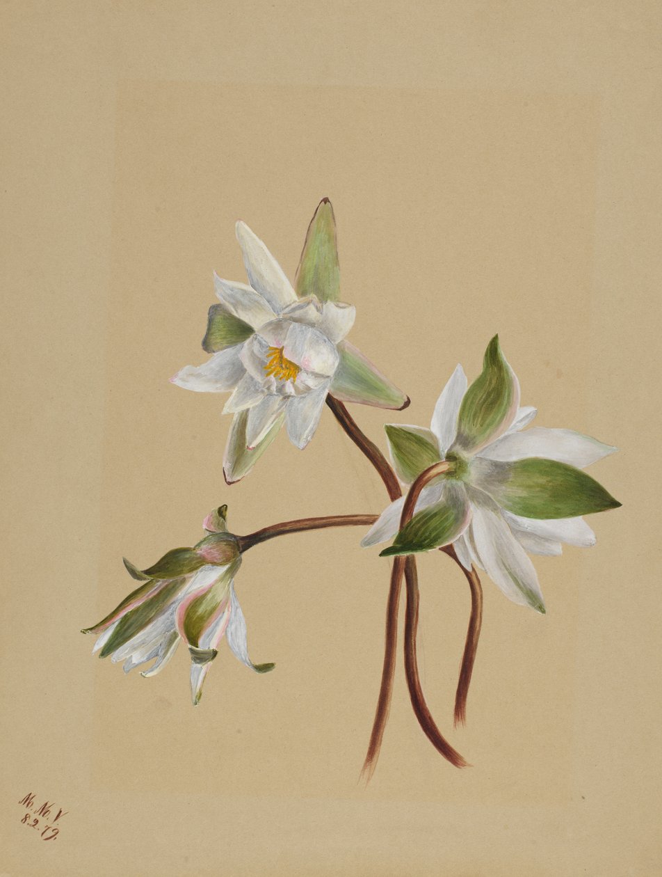  av Mary Vaux Walcott