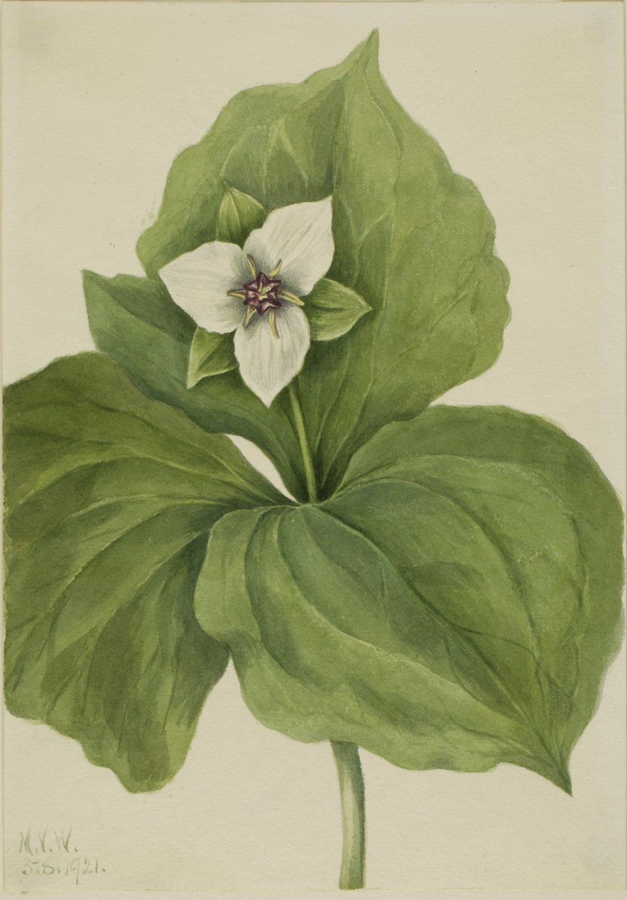  av Mary Vaux Walcott