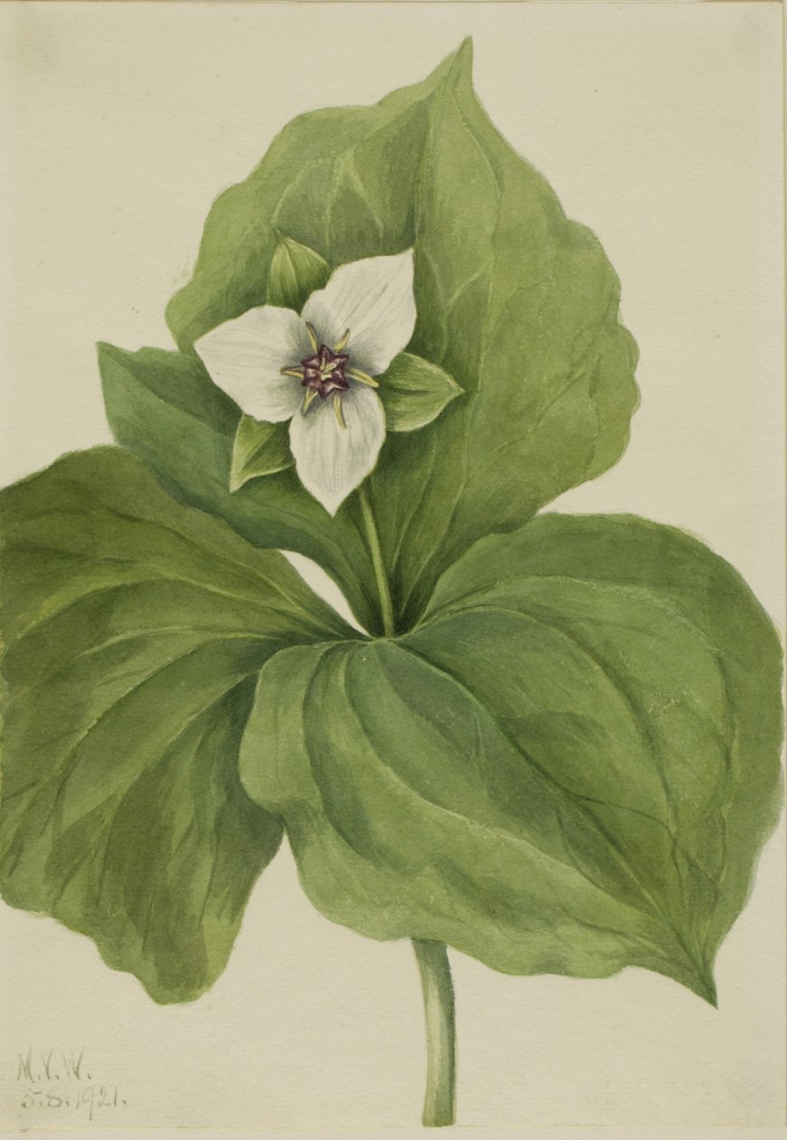 Wax Trillium Trillium album, 1921. av Mary Vaux Walcott