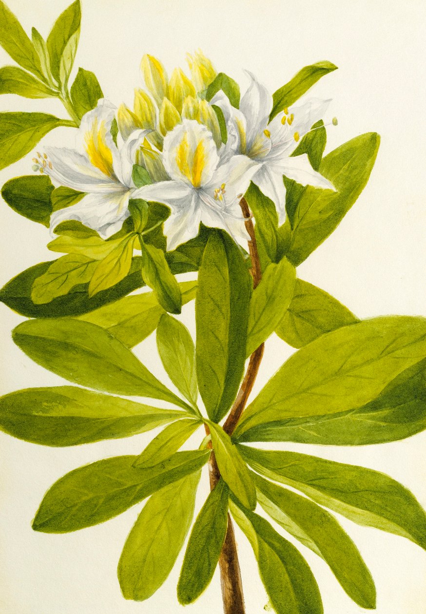  av Mary Vaux Walcott