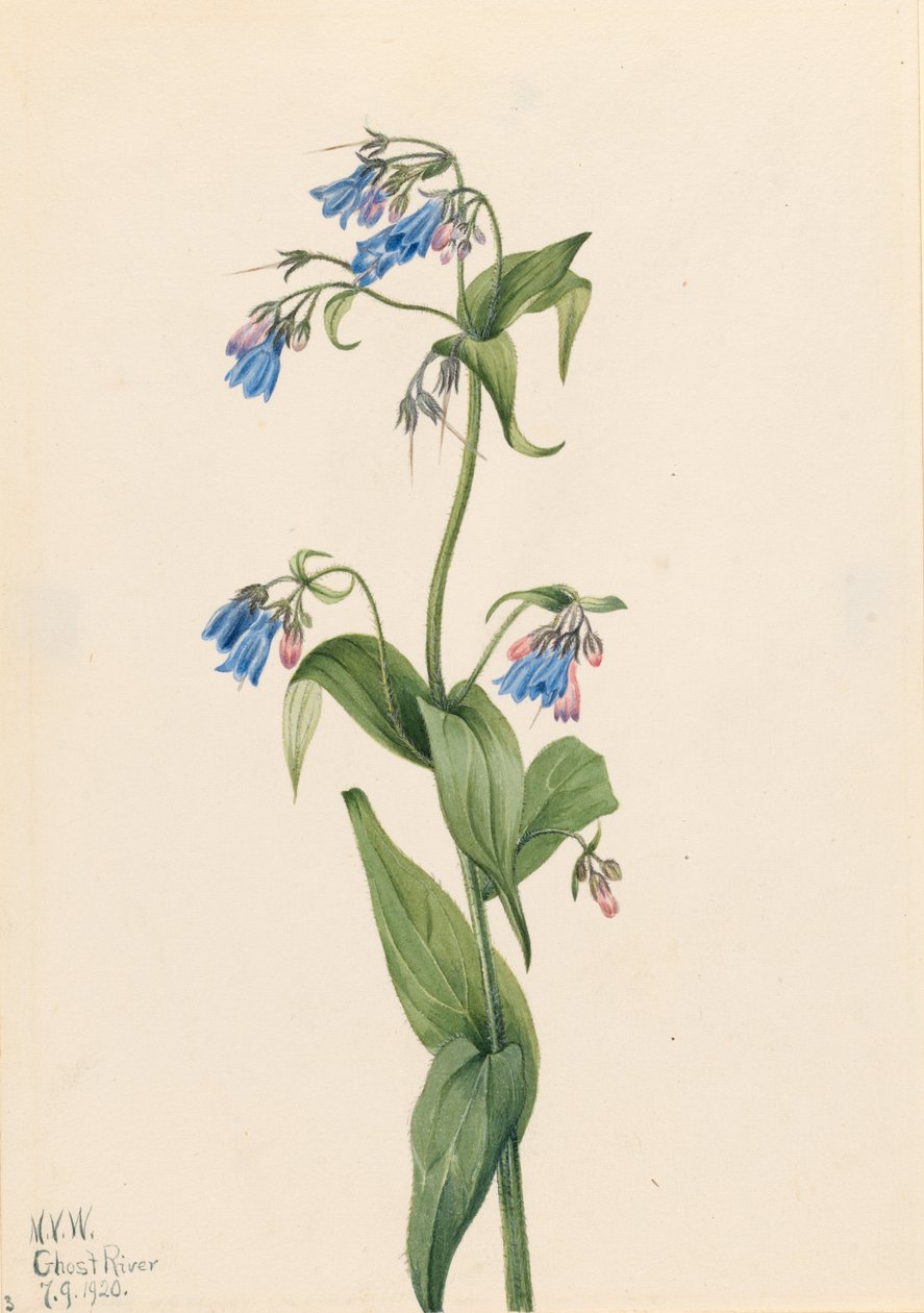  av Mary Vaux Walcott