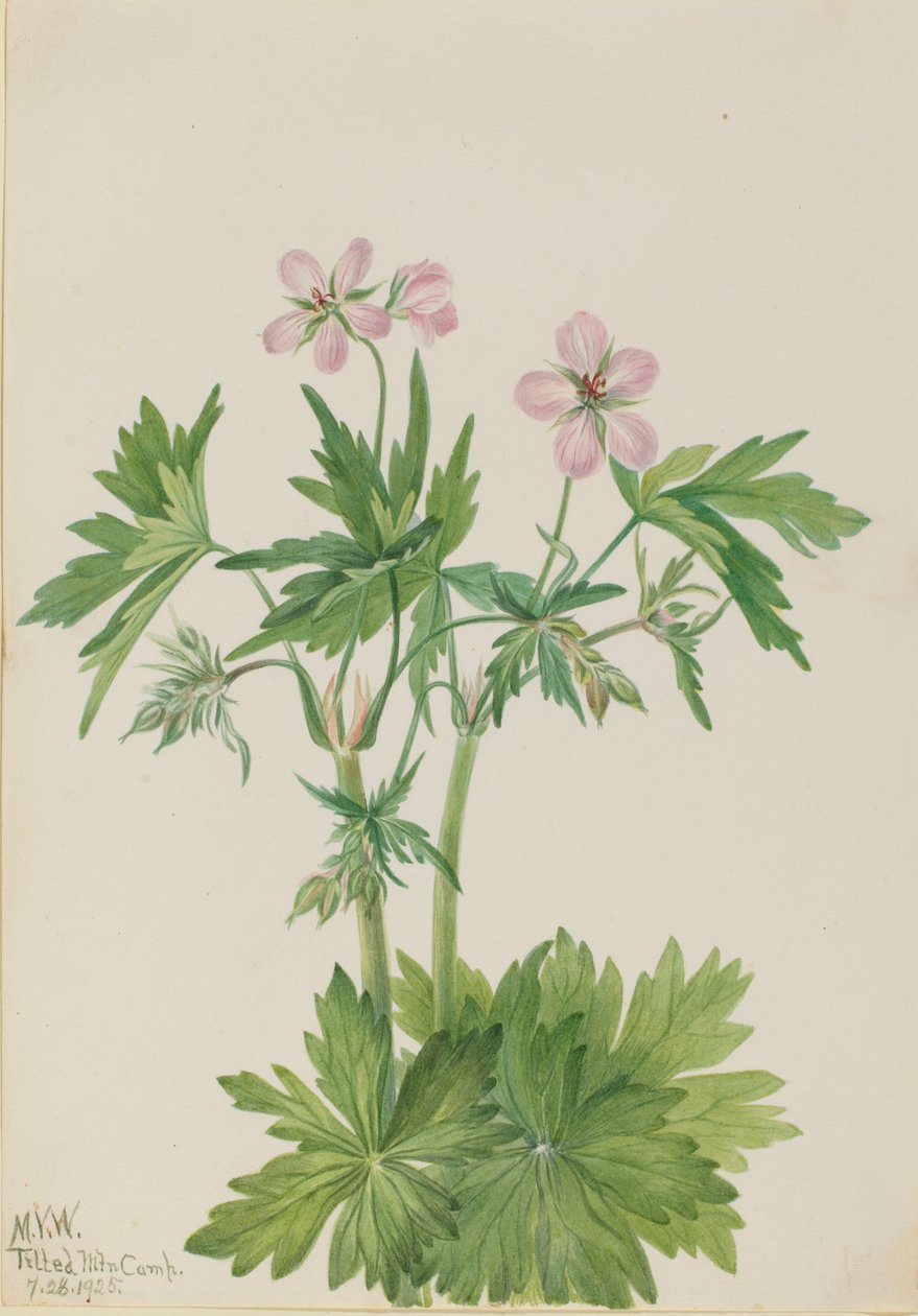 Western Cranesbill Geranium viscosissimum, 1925. av Mary Vaux Walcott