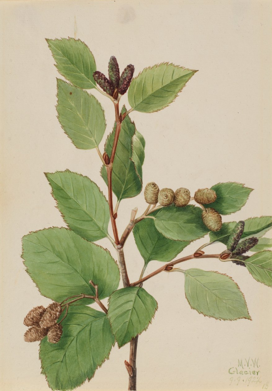  av Mary Vaux Walcott