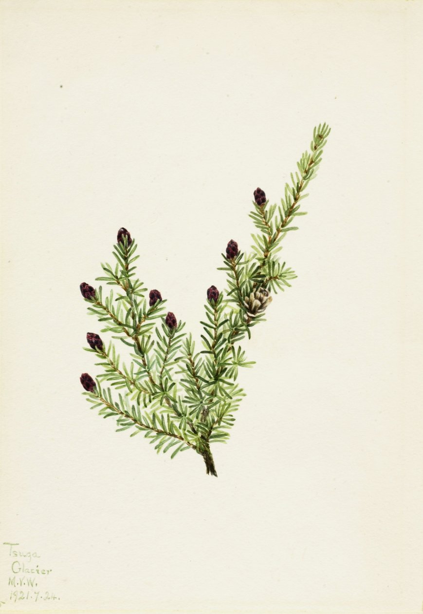  av Mary Vaux Walcott