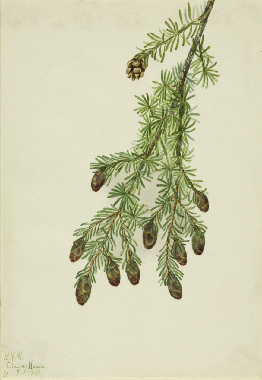 Westliche Hemlocktanne (Tsuga heterophylla), 1923 von Mary Vaux Walcott