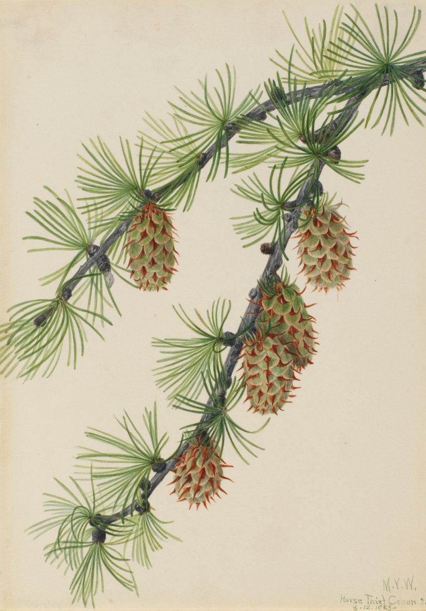 Western Larch Larix occidentalis, 1923. av Mary Vaux Walcott