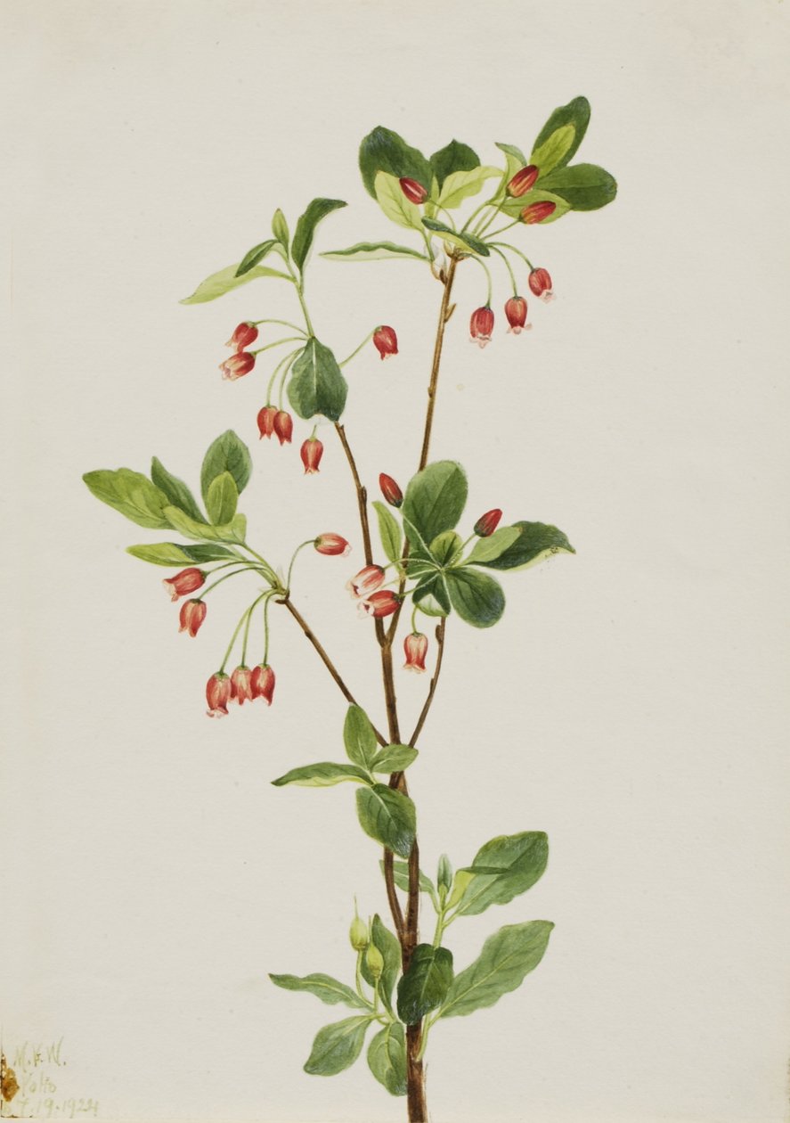  av Mary Vaux Walcott