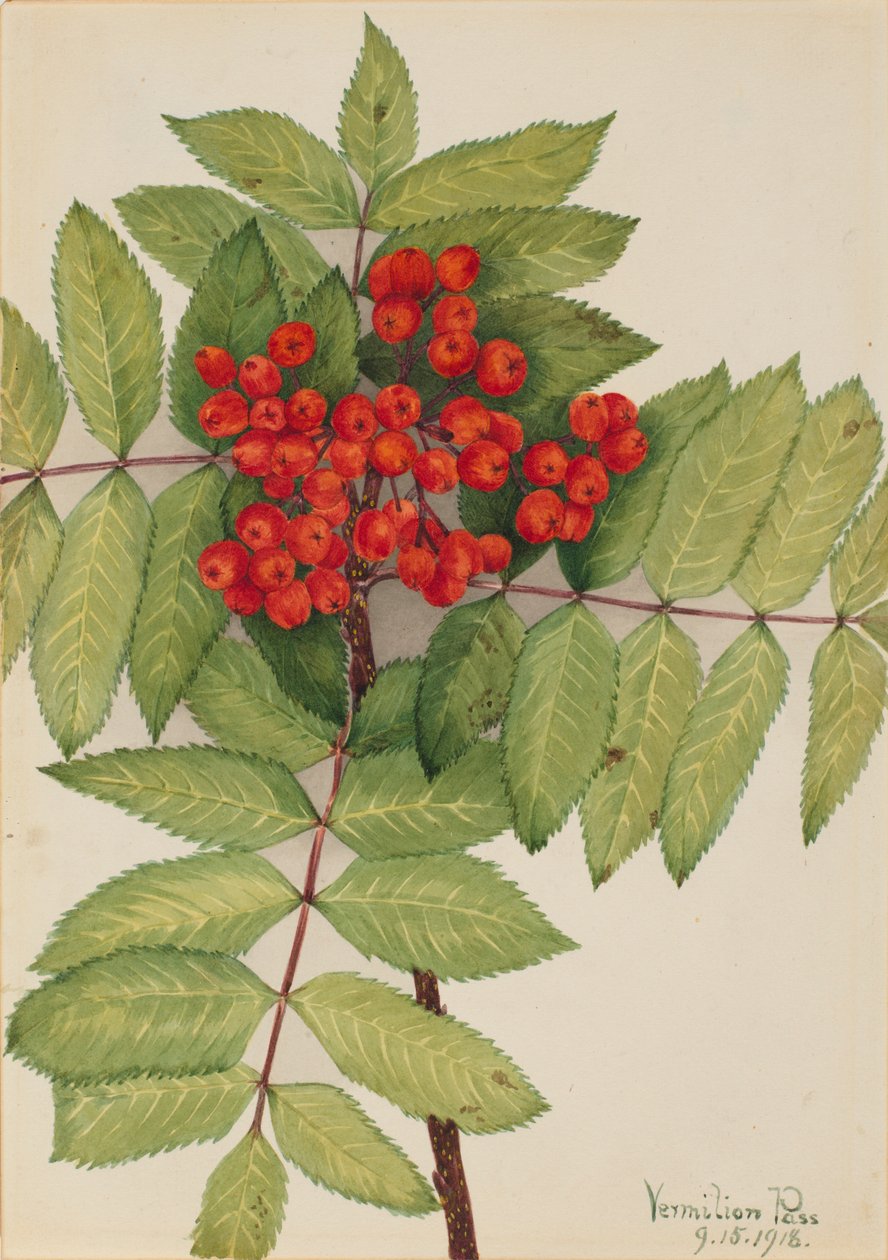  av Mary Vaux Walcott