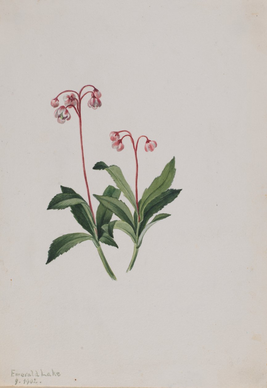  av Mary Vaux Walcott