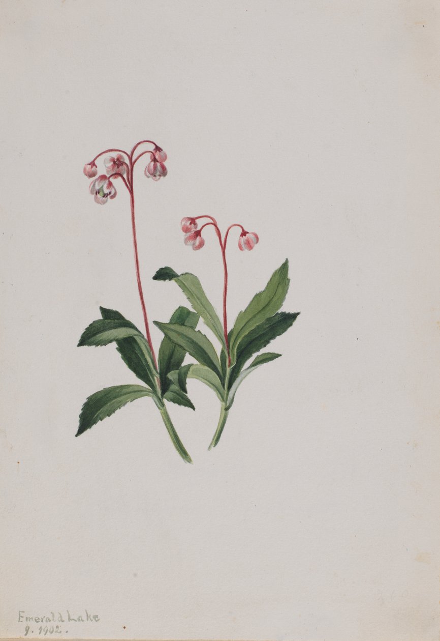 Western pipsissewa Chimaphila umbellata, 1902. av Mary Vaux Walcott