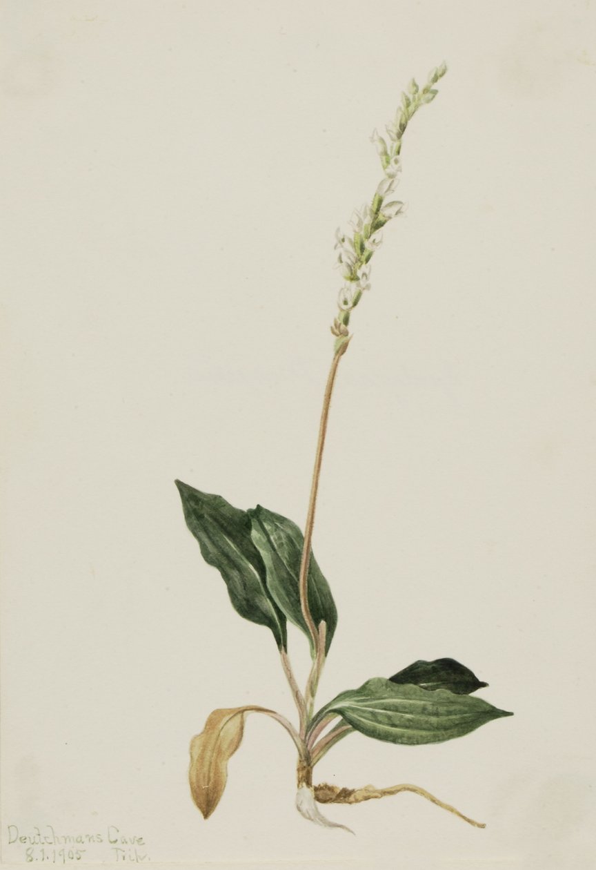  av Mary Vaux Walcott