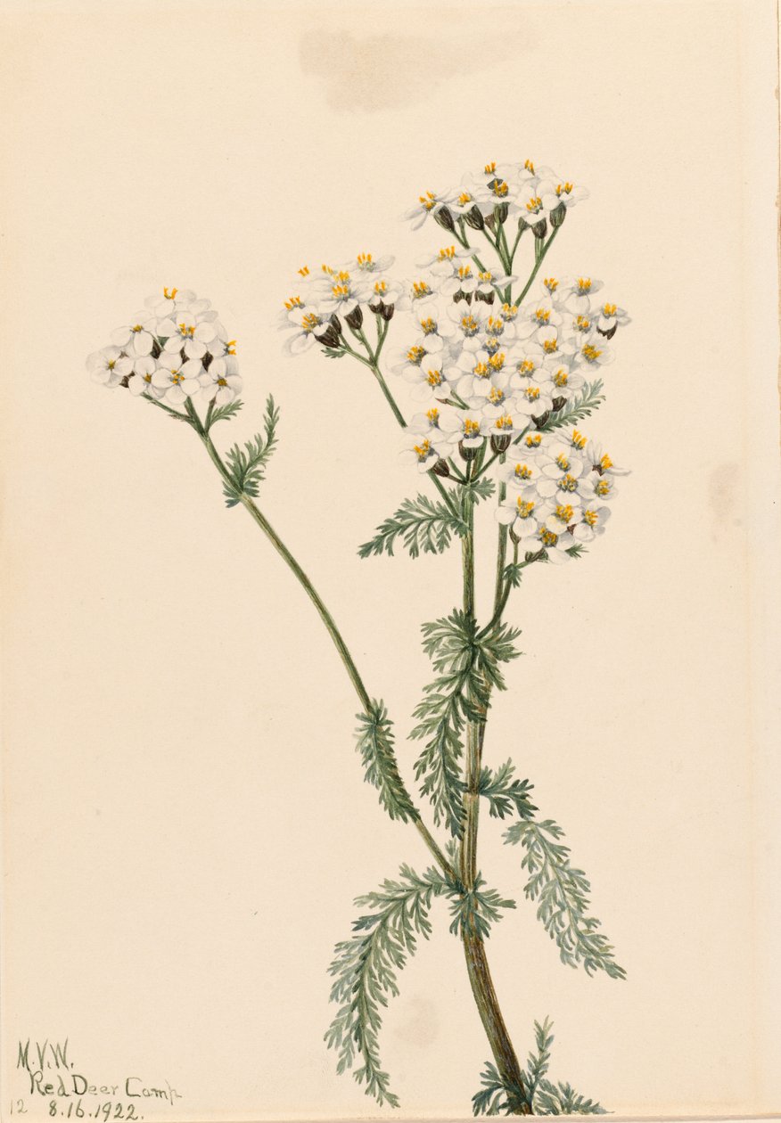  av Mary Vaux Walcott