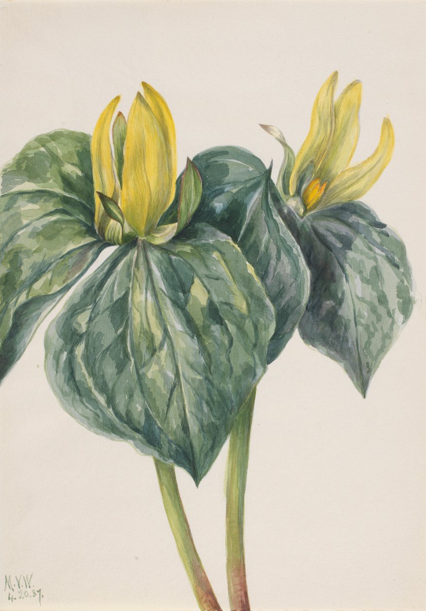  av Mary Vaux Walcott