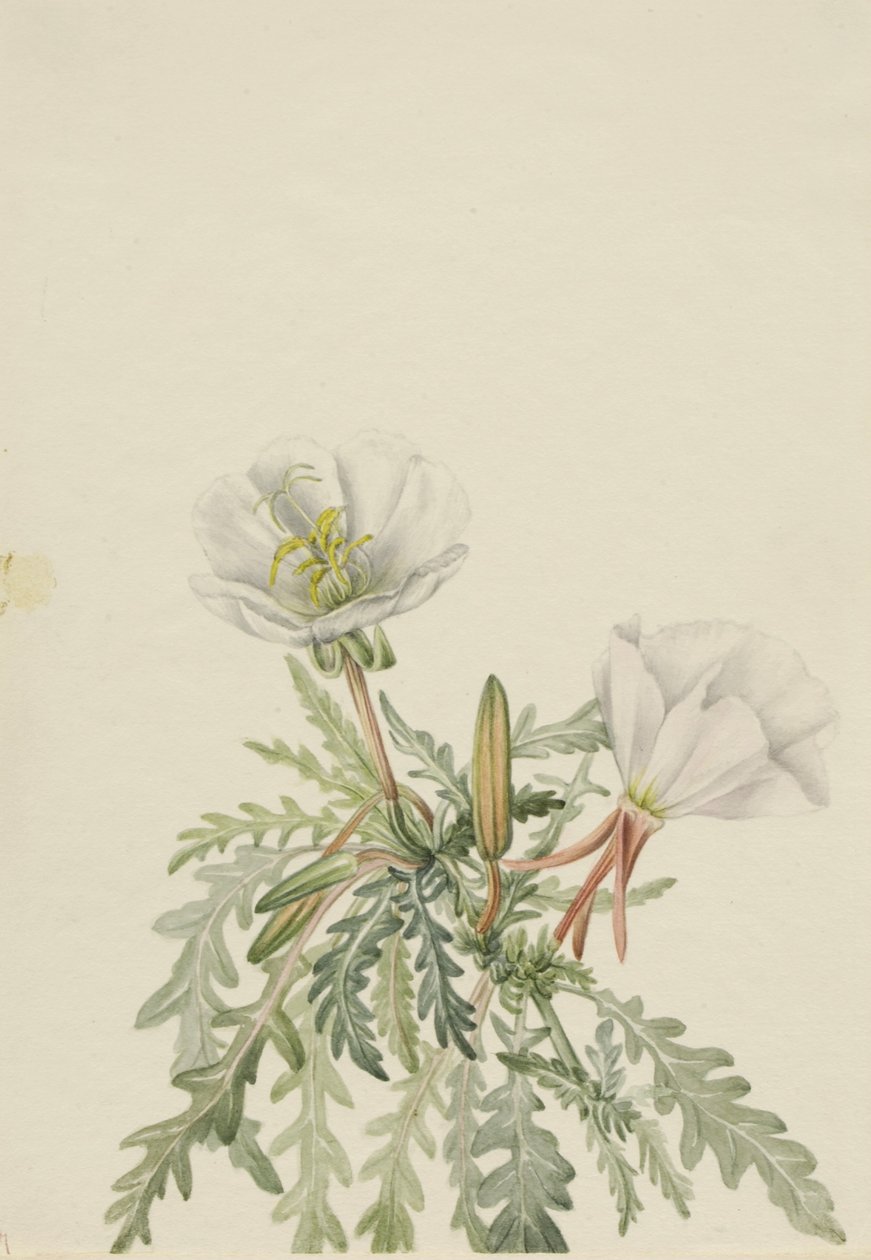  av Mary Vaux Walcott