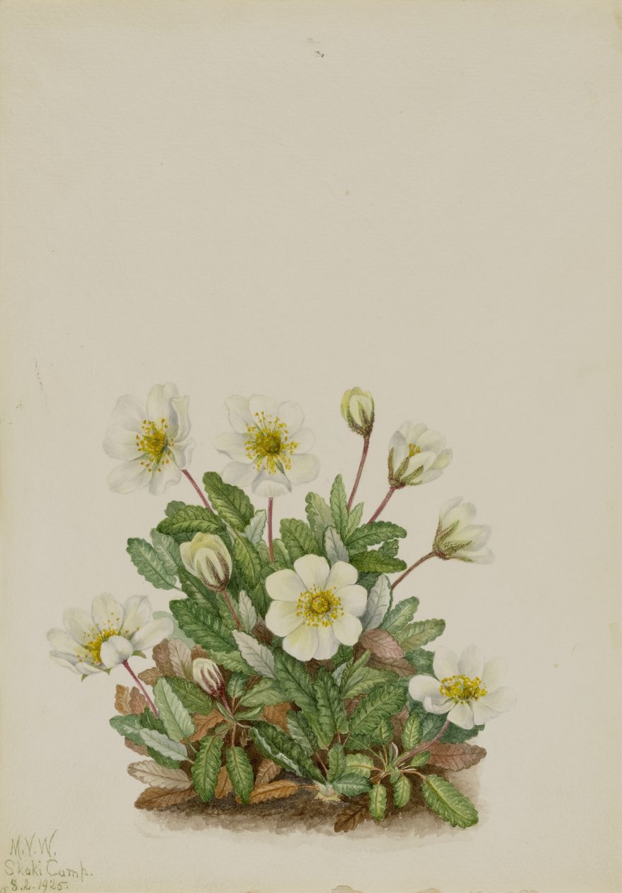  av Mary Vaux Walcott