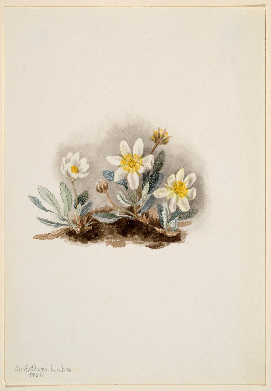  av Mary Vaux Walcott