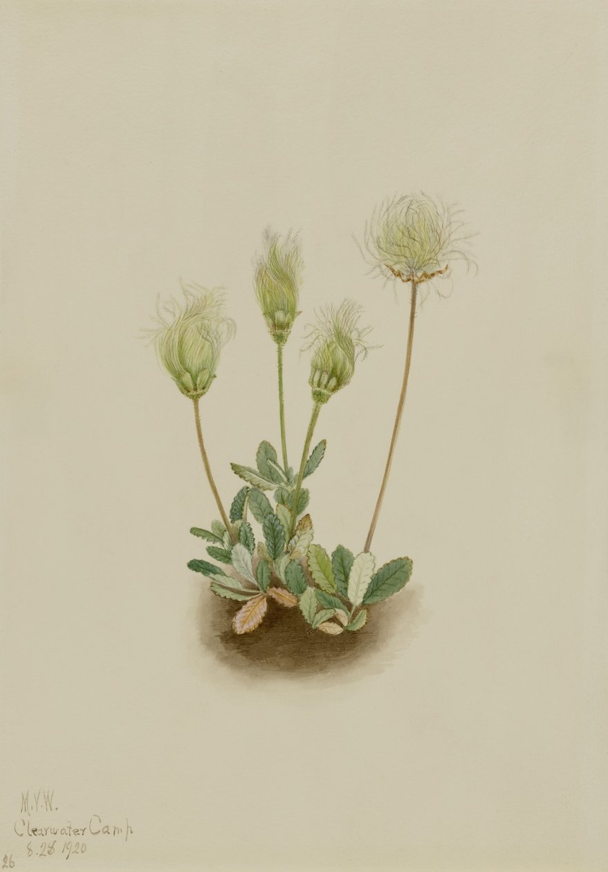  av Mary Vaux Walcott