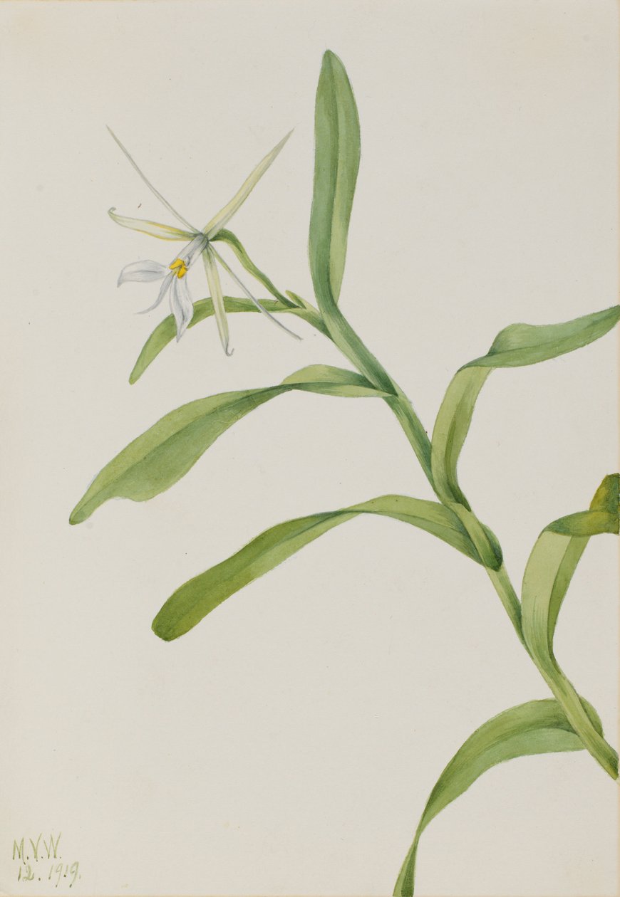  av Mary Vaux Walcott