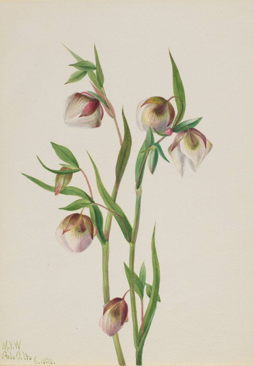 White Fairy Lantern Calochortus albus, 1933. av Mary Vaux Walcott