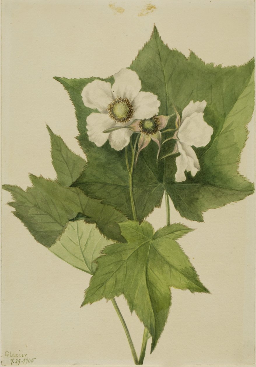  av Mary Vaux Walcott