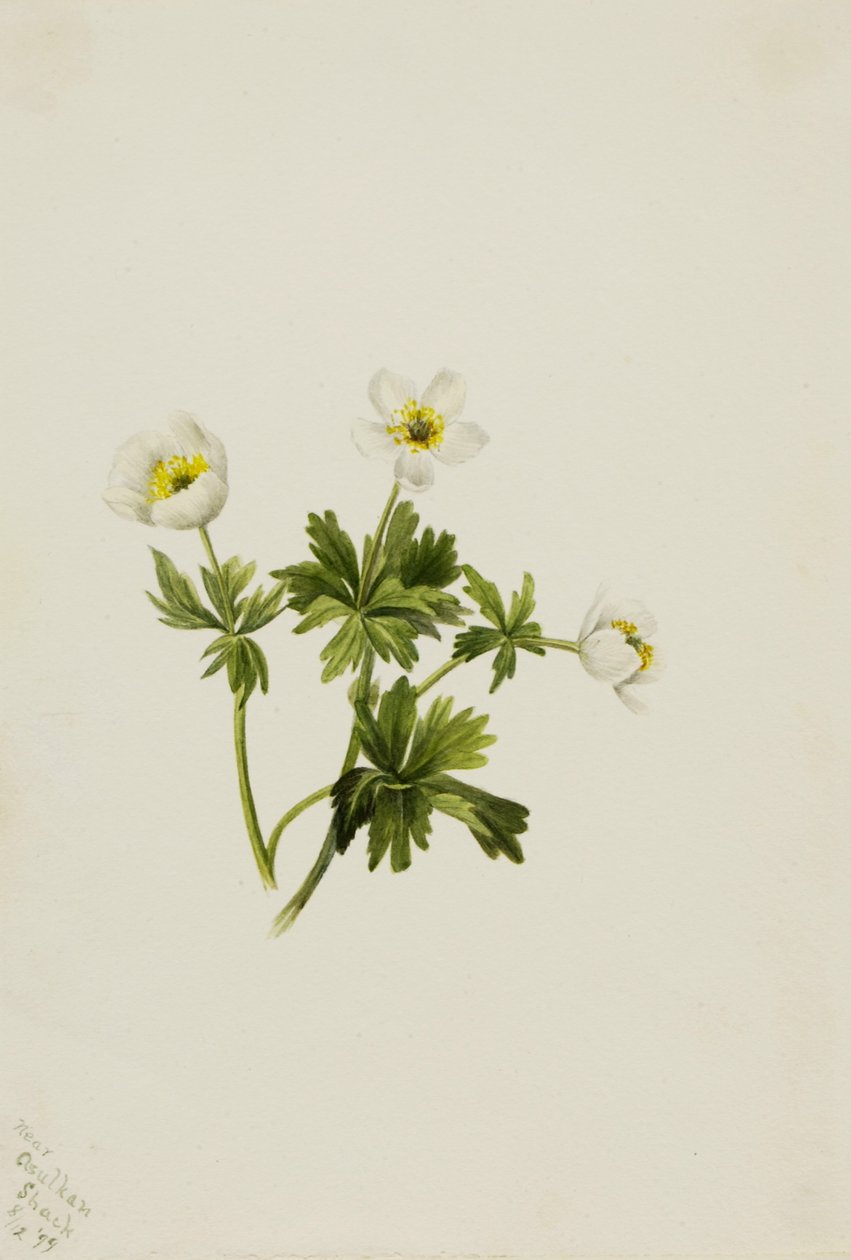  av Mary Vaux Walcott