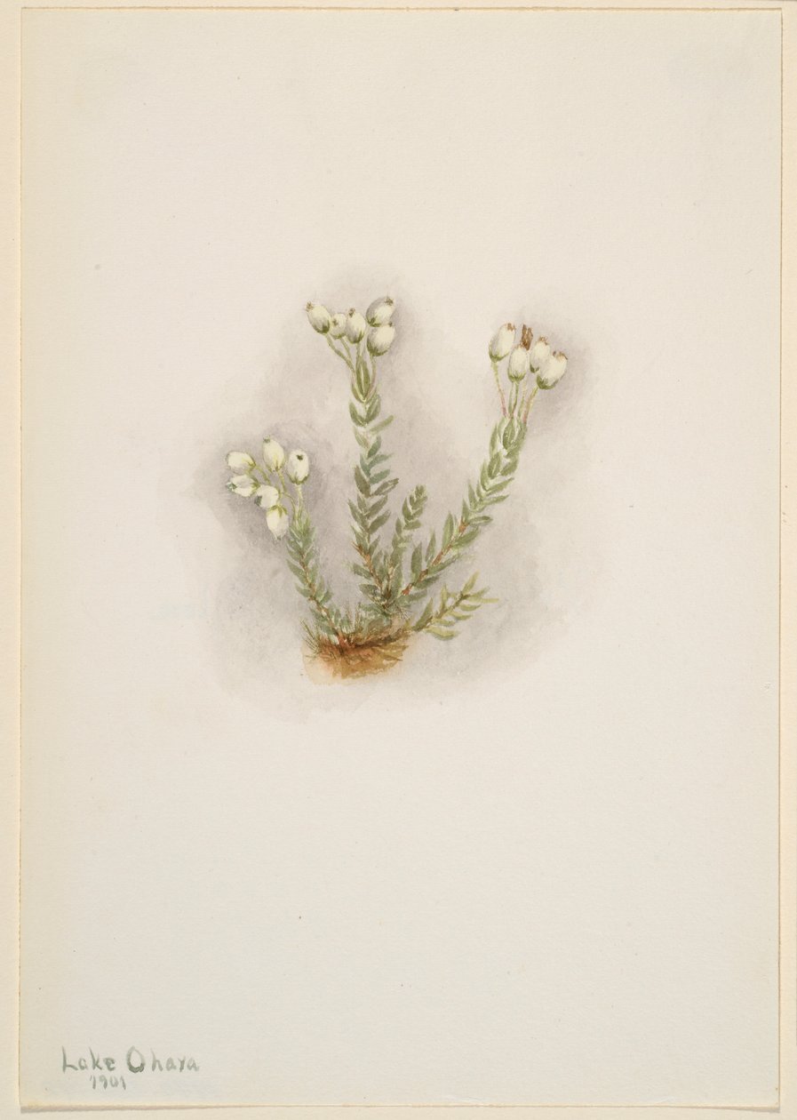  av Mary Vaux Walcott