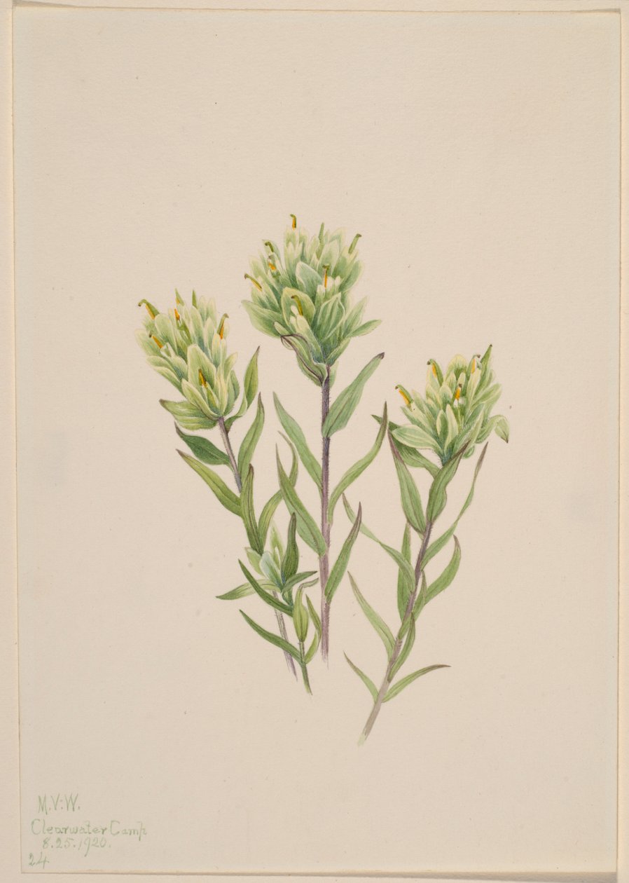  av Mary Vaux Walcott